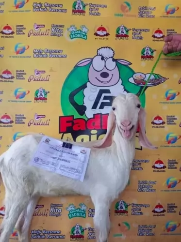 Temukan paket aqiqah anak perempuan dan laki-laki terbaik di Tasikmalaya. Layanan siap saji, hewan berkualitas, dan harga hemat. Hubungi kami sekarang!